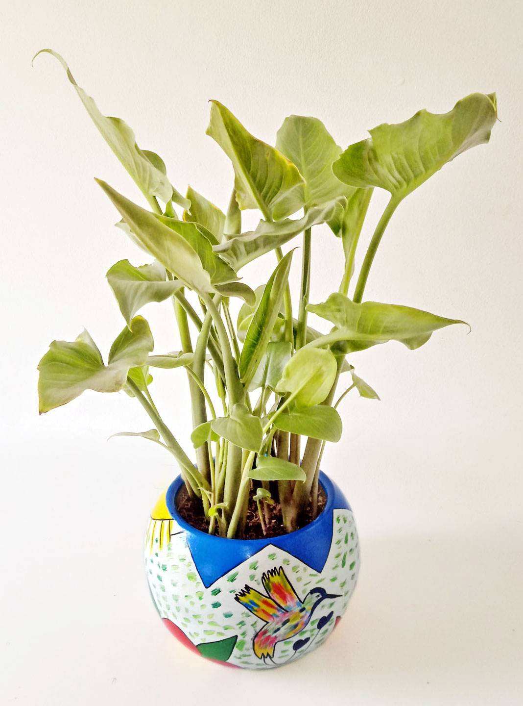 Lirio de agua - Mirarte Verde