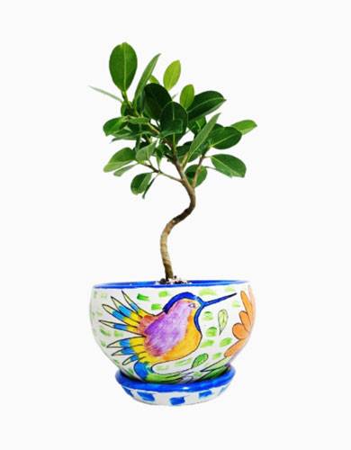 Bonsái Ficus Panda