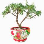 Imagen anterior del producto