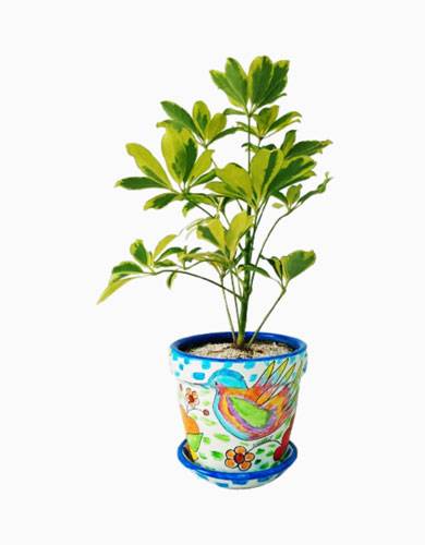 Baby Schefflera