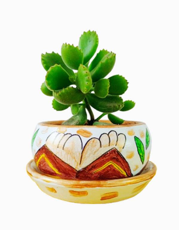 Garrita de Oso – Cotyledon tomentosa