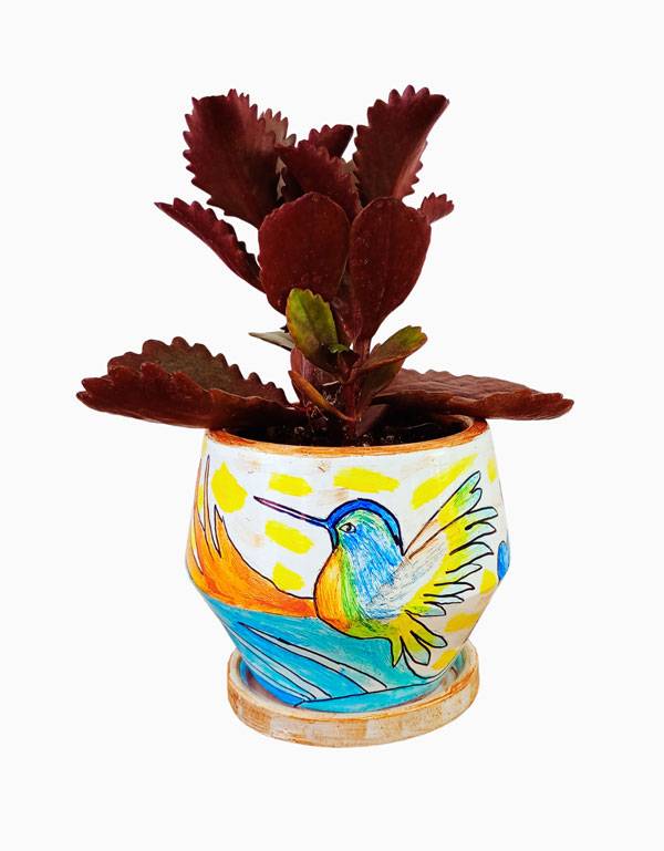 Colibrí Armonía + Kalanchoe